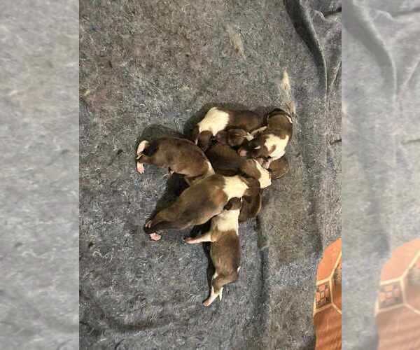 Medium Photo #5 Collie Puppy For Sale in HIGH POINT, NC, USA