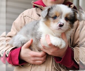 Pembroke Welsh Corgi Puppy for sale in MILTON, WI, USA