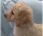 Small Photo #3 Labradoodle Puppy For Sale in JEFFERSONTOWN, KY, USA