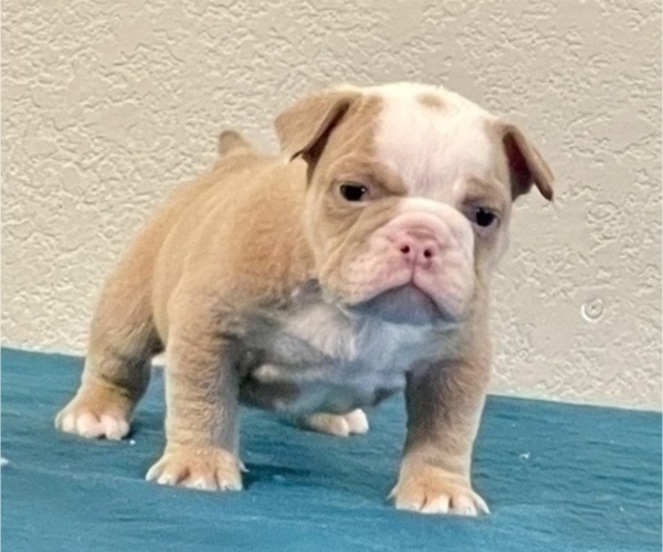 Medium Photo #1 English Bulldog Puppy For Sale in DETROIT, MI, USA