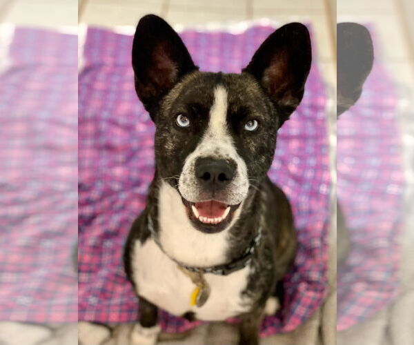 Medium Photo #4 French Bulldog-Huskies  Mix Puppy For Sale in Newport Beach, CA, USA