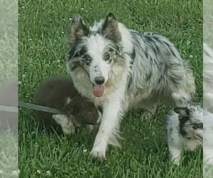 Father of the Border Collie puppies born on 05/16/2022