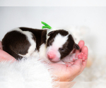 Small Photo #4 Border Collie Puppy For Sale in CONWAY, MO, USA