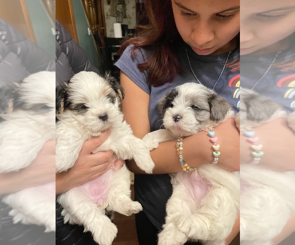 Medium Photo #1 Morkie Puppy For Sale in CHICAGO, IL, USA