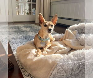 Chihuahua Dogs for adoption in Oakhurst, NJ, USA