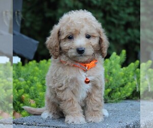 Bichpoo Puppy for sale in KINZERS, PA, USA