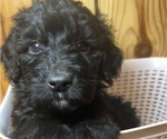 Puppy Tank Double Doodle