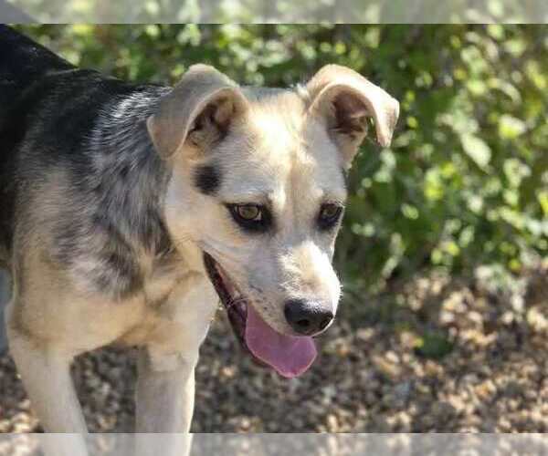 Medium Photo #1 Mutt Puppy For Sale in Anniston, AL, USA