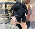 Small Photo #16 Labrador Retriever Puppy For Sale in FORT WORTH, TX, USA