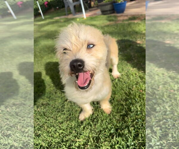Medium Photo #4 Mutt Puppy For Sale in Grafton, WI, USA