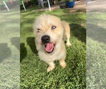 Small #3 Mutt