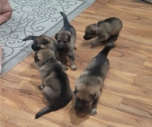 German Shepherd Dog Puppy for sale in CERES, CA, USA