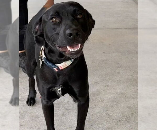 Medium Photo #1 Labrador Retriever Puppy For Sale in Tavares, FL, USA