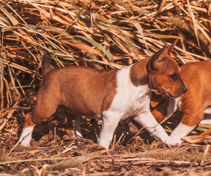 Rat Terrier Puppy for sale in UNION, IA, USA