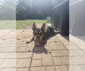 Manolo - Male French Bulldog-Unknown Mix Dog for Adoption - Photo #2