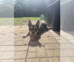 Small Photo #2 French Bulldog-Unknown Mix Puppy For Sale in oakland, FL, USA