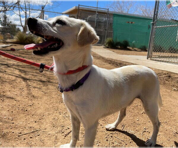 Medium Photo #10 Beagle-Chihuahua Mix Puppy For Sale in Apple Valley, CA, USA