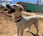 Small #9 Beagle-Chihuahua Mix