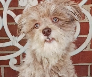Havanese Puppy for sale in WINSTON SALEM, NC, USA