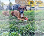Small Photo #6 Mutt Puppy For Sale in Westwood, NJ, USA