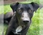 Small Labrador Retriever Mix
