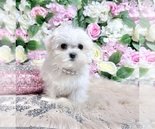 Medium Photo #52 Maltese Puppy For Sale in HAYWARD, CA, USA