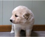 Small Photo #2 Golden Pyrenees Puppy For Sale in CLAYTON, WA, USA