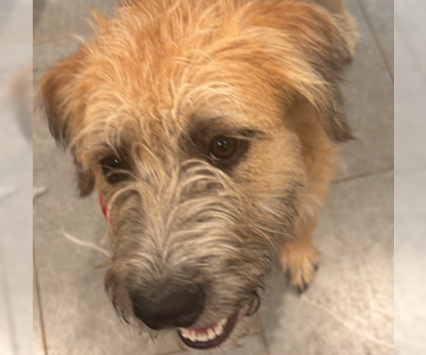 Medium Photo #2 Border Terrier-Wheaten Terrier Mix Puppy For Sale in HOUSTON, TX, USA