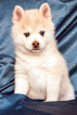 Puppy 1 Alaskan Klee Kai-Pomeranian Mix