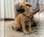 Small #3 Chow Chow Mix