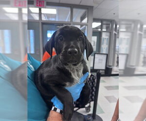 Rottweiler-Unknown Mix Dogs for adoption in Oklahoma City, OK, USA
