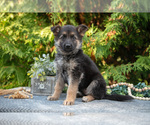 Puppy Lillian German Shepherd Dog
