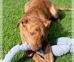 Small #3 Mutt