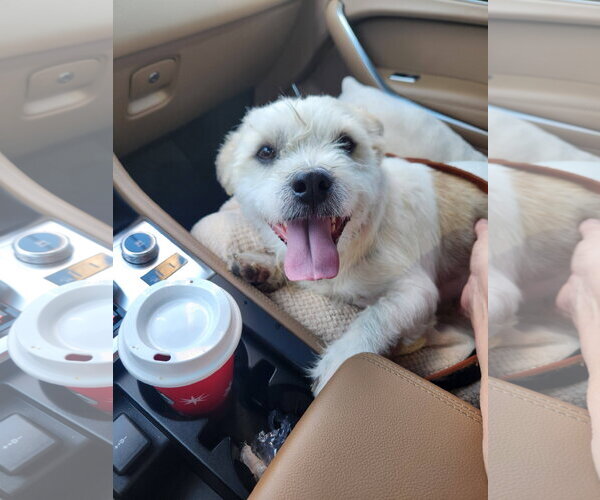 Medium Photo #2 Shih Tzu-Unknown Mix Puppy For Sale in San Bernardino , CA, USA