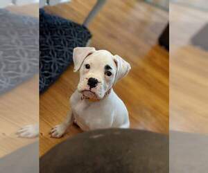 Boxer Puppy for sale in CUMBERLAND COLLEGE, KY, USA