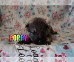 Small Photo #7 German Shepherd Dog Puppy For Sale in jasper, AR, USA