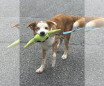 Small #3 Australian Shepherd-Retriever  Mix