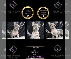 French Bulldog Puppy for sale in WARSAW, IN, USA