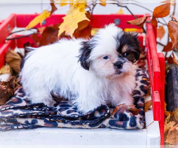 Medium Photo #6 Shih Tzu Puppy For Sale in WAKARUSA, IN, USA