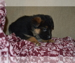 Small Photo #15 German Shepherd Dog Puppy For Sale in GREENWOOD, WI, USA