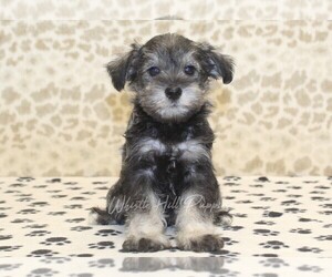 Schnauzer (Miniature) Puppy for sale in DENVER, PA, USA