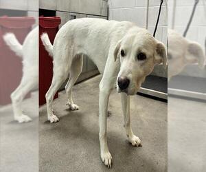 Great Pyrenees-Unknown Mix Dogs for adoption in Forestville, MD, USA