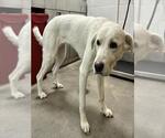 PERLA - Female Great Pyrenees-Unknown Mix Dog for Adoption - Small photo