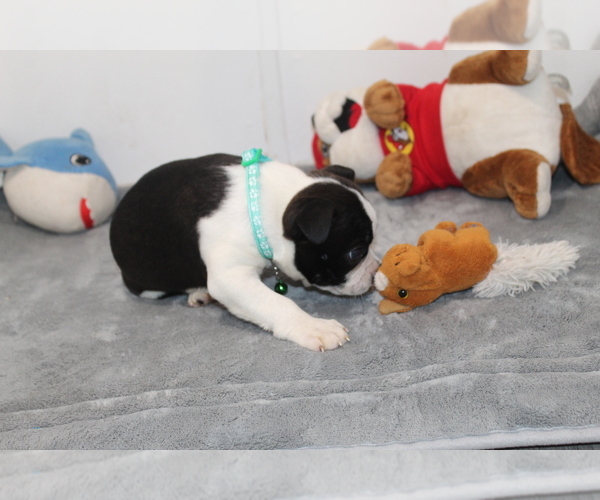 Medium Photo #12 Boston Terrier Puppy For Sale in BROOKSVILLE, FL, USA
