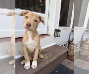 American Staffordshire Terrier-Unknown Mix Dogs for adoption in Holly Springs, NC, USA