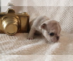 Small #27 French Bulldog