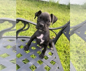 Boxer Puppy for sale in NASHUA, NH, USA