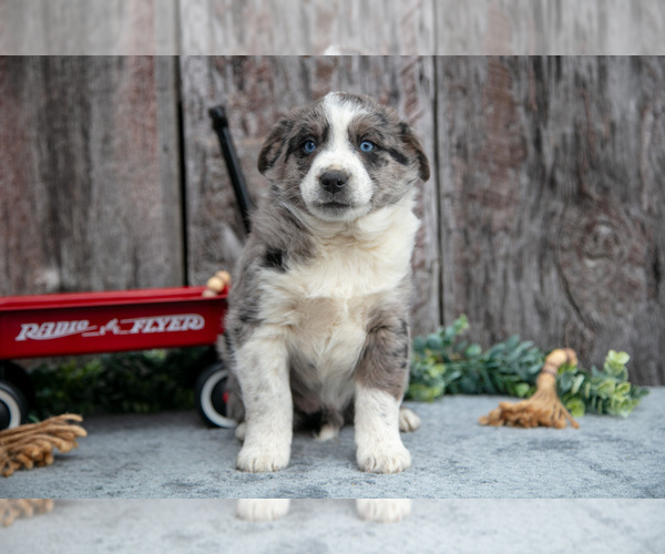 Medium Photo #21 Australian Cattle Dog-Miniature Australian Shepherd Mix Puppy For Sale in SULLIVAN, OH, USA