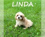 Small #2 Cavapoo
