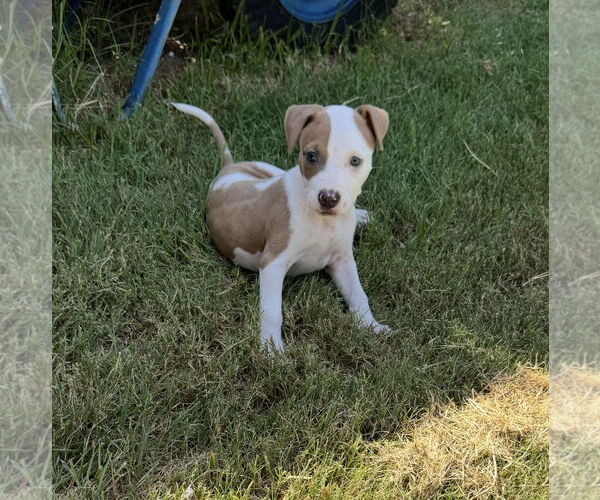 Medium Photo #4 Mutt Puppy For Sale in Euless, TX, USA